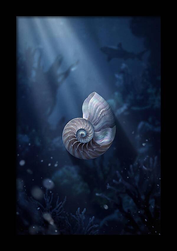 Nautilus Shell In Deep Blue