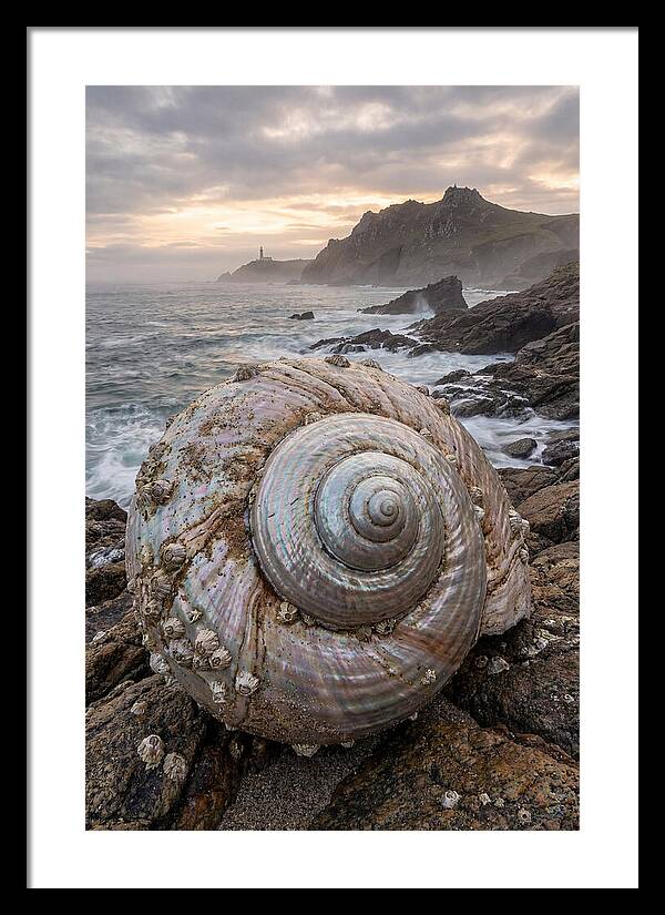 Nautilus Shell Symphony