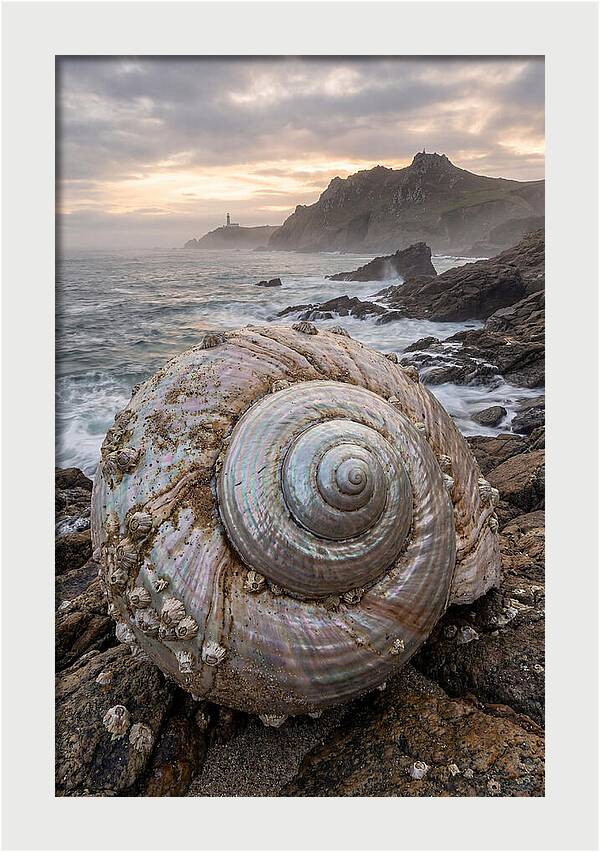 Nautilus Shell Symphony