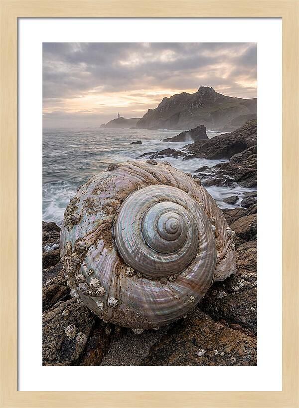 Nautilus Shell Symphony
