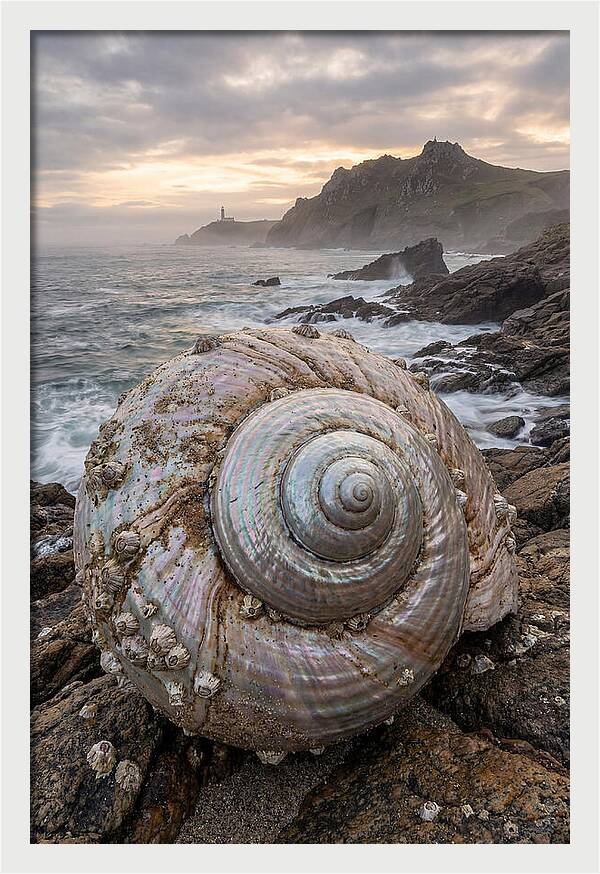 Nautilus Shell Symphony
