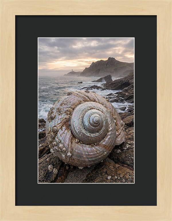 Nautilus Shell Symphony