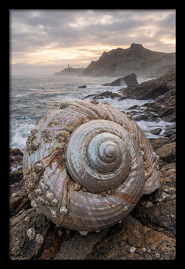 Nautilus Shell Symphony