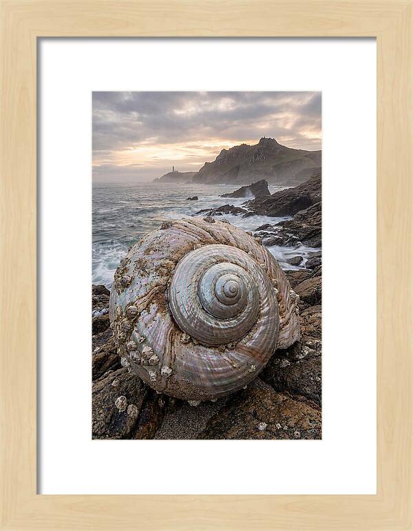 Nautilus Shell Symphony