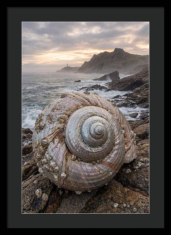 Nautilus Shell Symphony