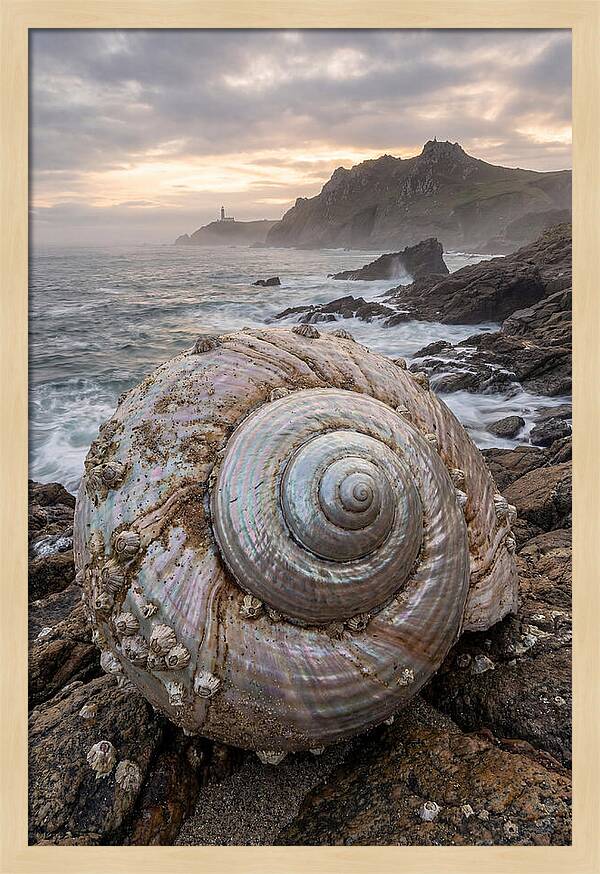 Nautilus Shell Symphony