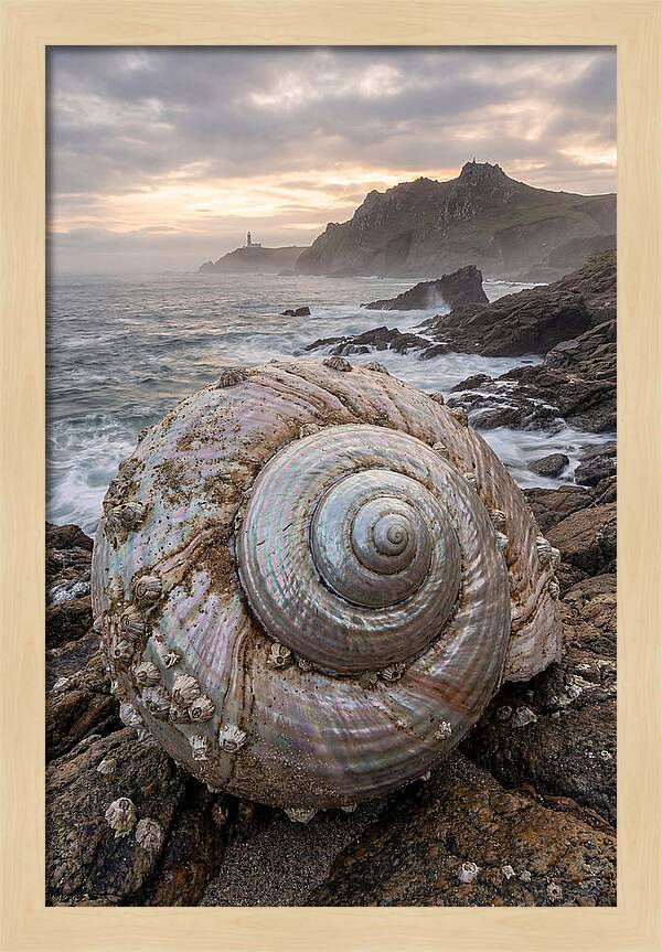 Nautilus Shell Symphony