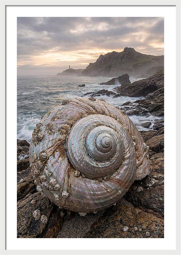 Nautilus Shell Symphony