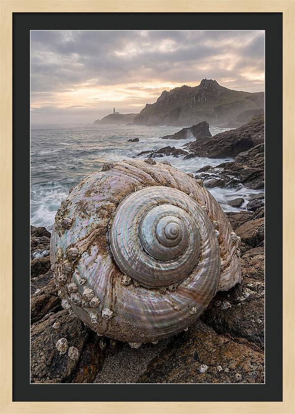 Nautilus Shell Symphony