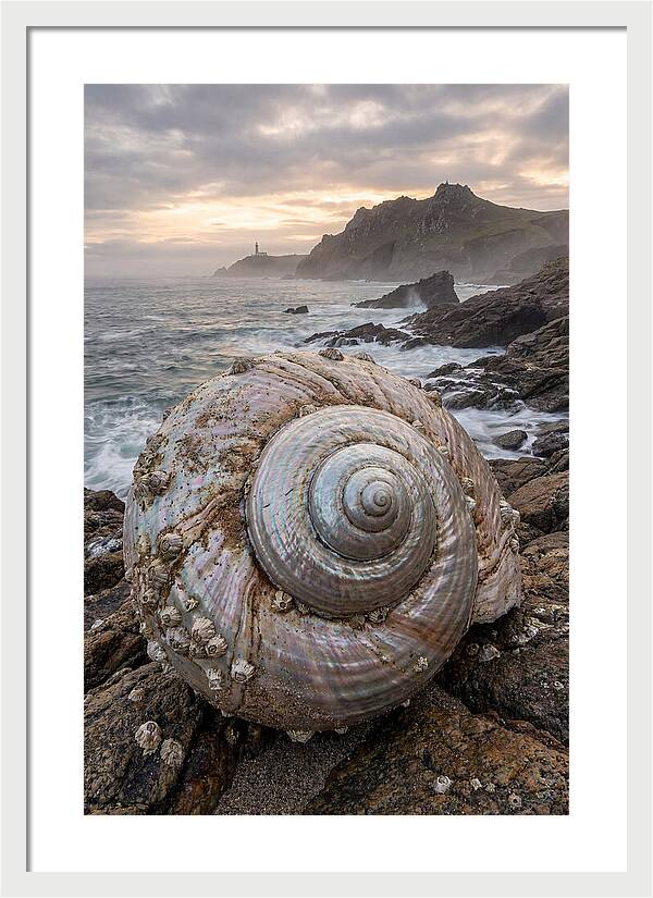 Nautilus Shell Symphony