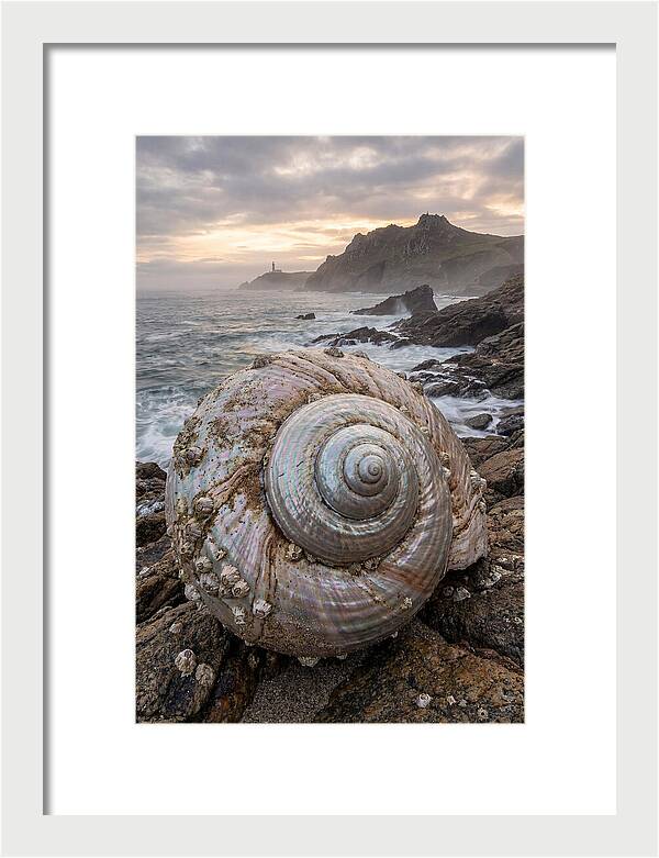 Nautilus Shell Symphony