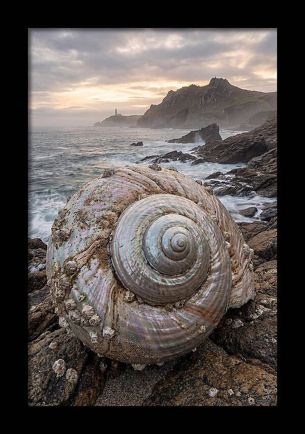 Nautilus Shell Symphony