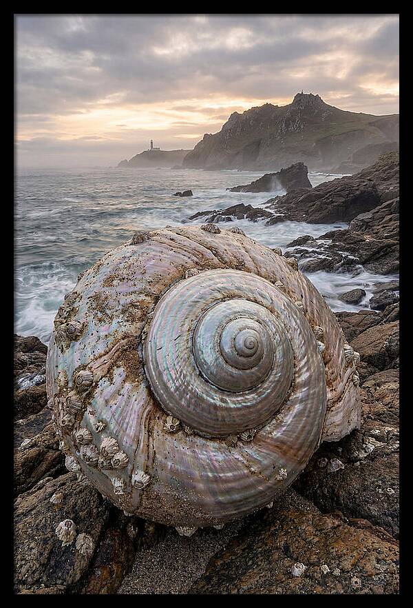Nautilus Shell Symphony