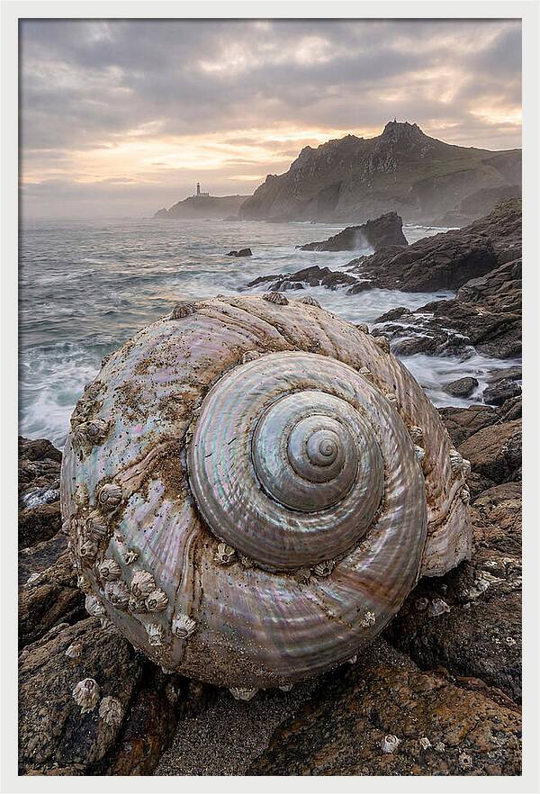 Nautilus Shell Symphony