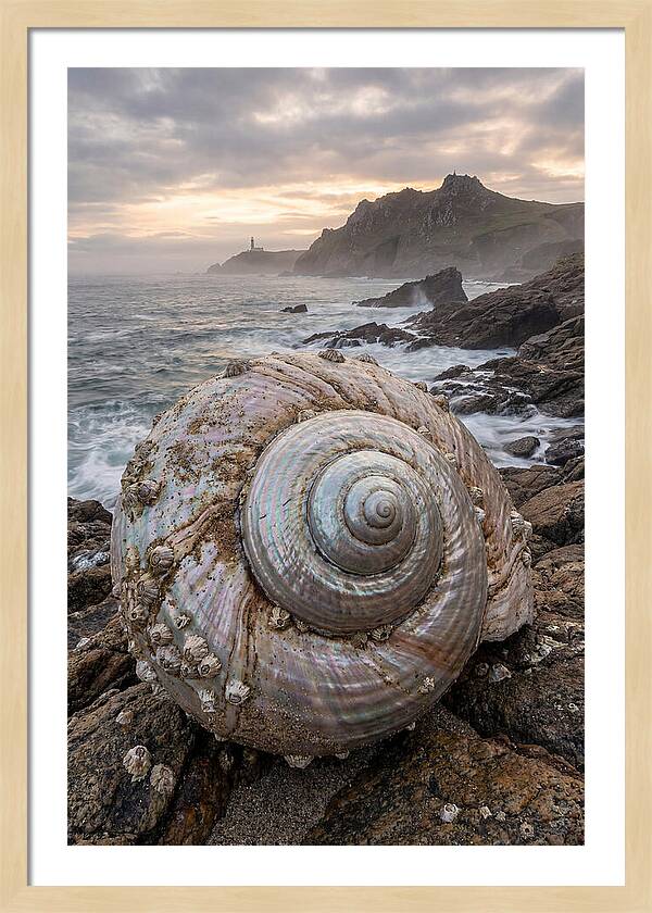 Nautilus Shell Symphony