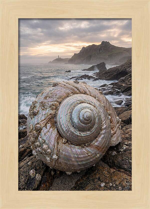 Nautilus Shell Symphony