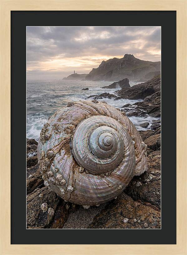Nautilus Shell Symphony