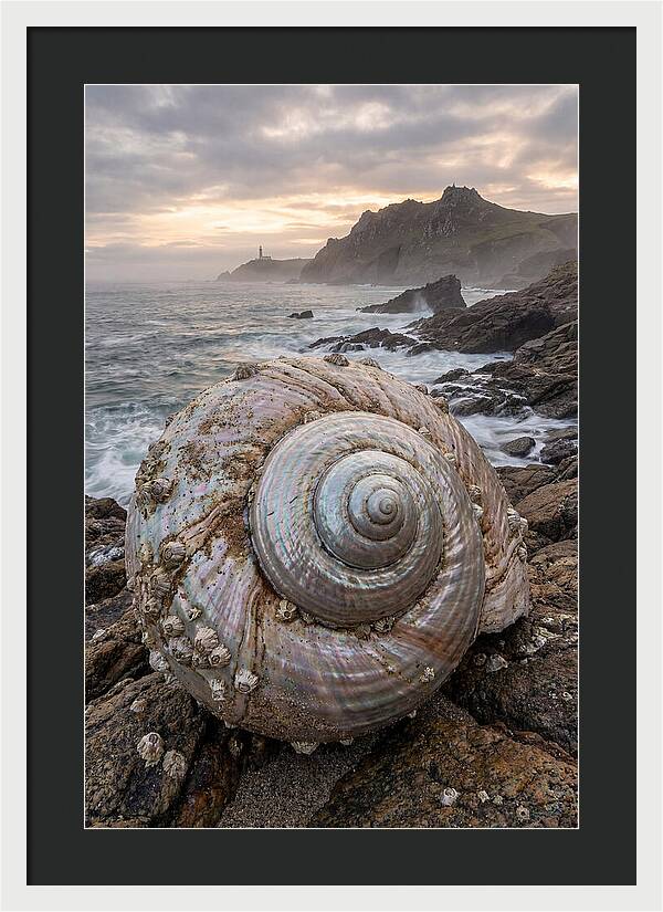 Nautilus Shell Symphony
