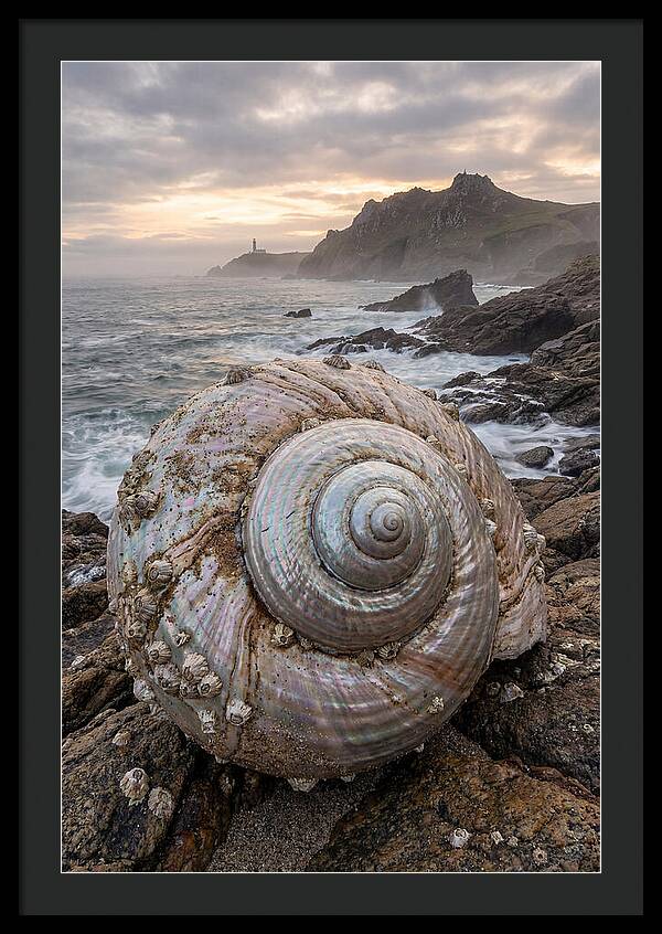 Nautilus Shell Symphony