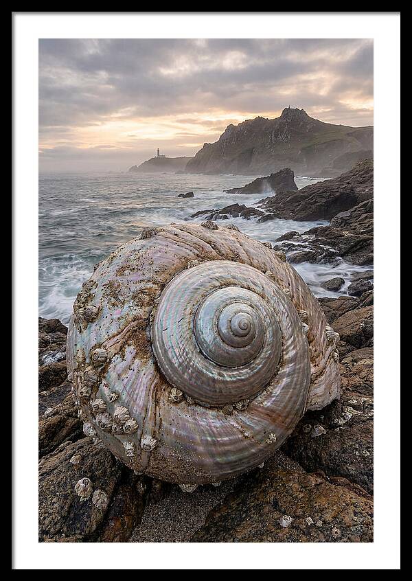 Nautilus Shell Symphony