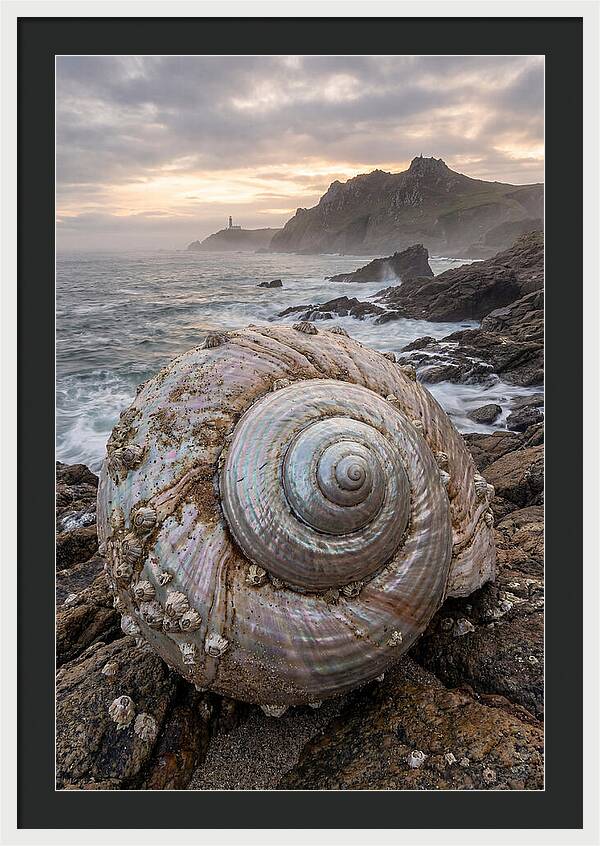 Nautilus Shell Symphony