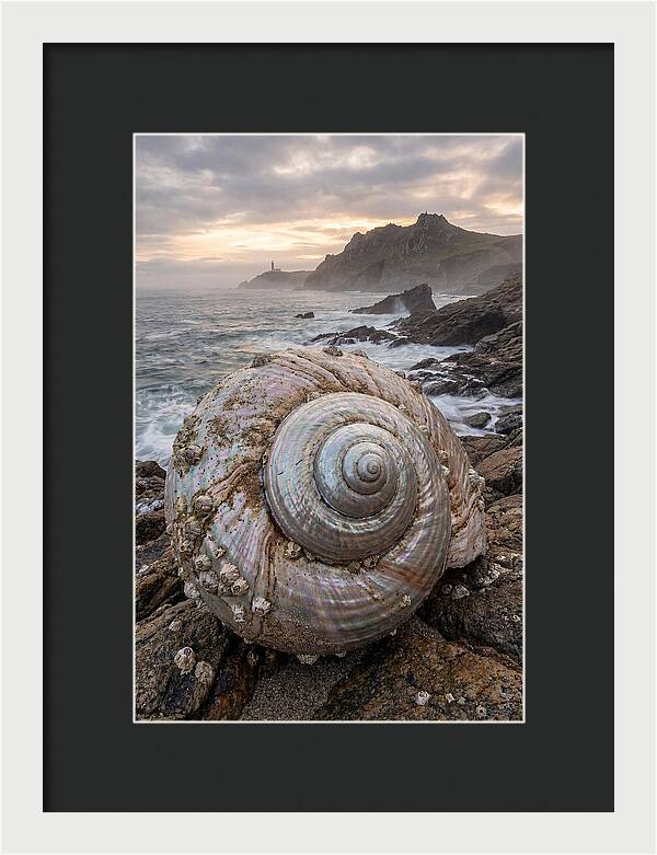 Nautilus Shell Symphony