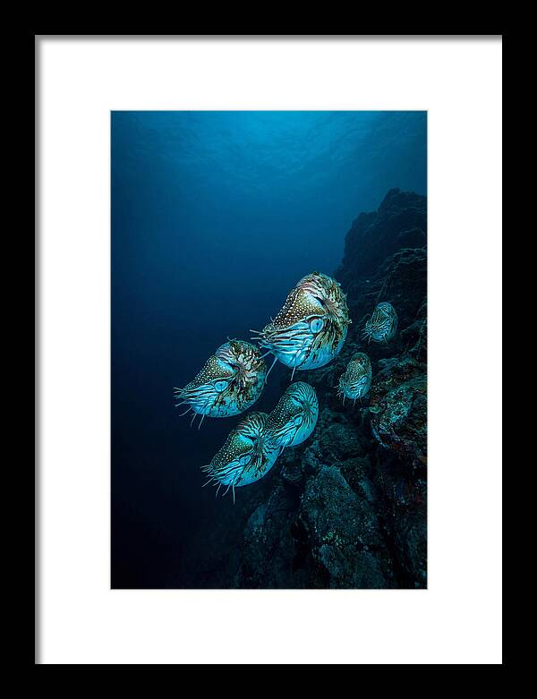 Nautilus Underwater Gathering