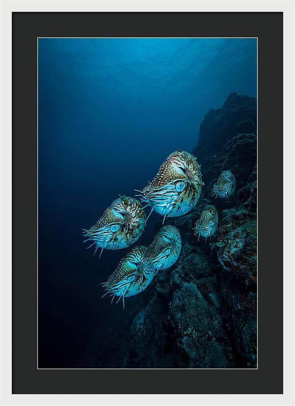 Nautilus Underwater Gathering