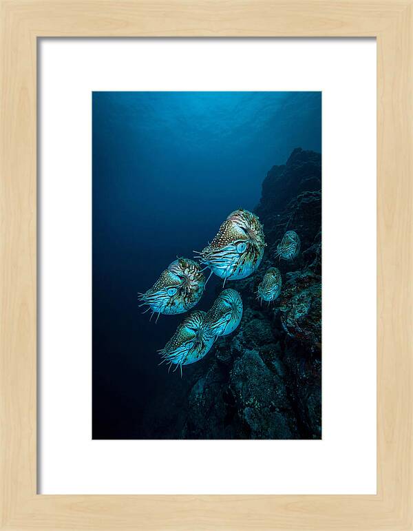 Nautilus Underwater Gathering