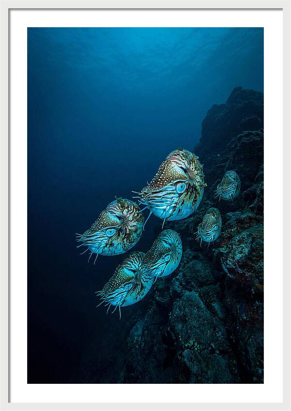 Nautilus Underwater Gathering