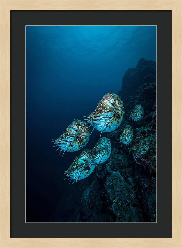 Nautilus Underwater Gathering