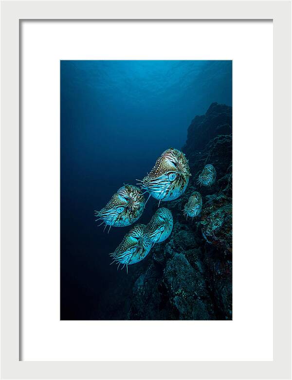 Nautilus Underwater Gathering