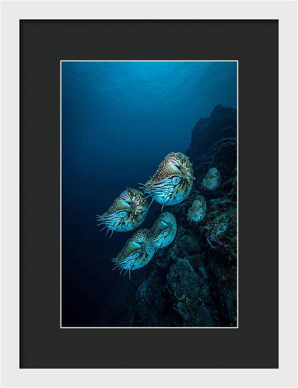 Nautilus Underwater Gathering