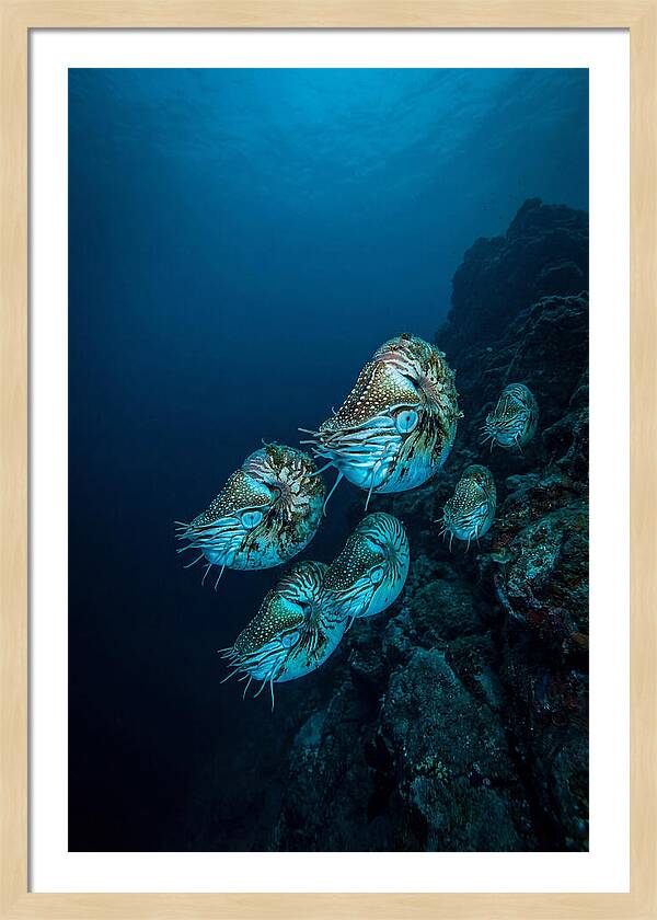 Nautilus Underwater Gathering