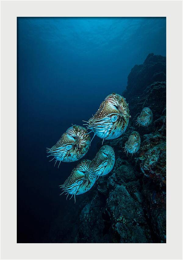 Nautilus Underwater Gathering