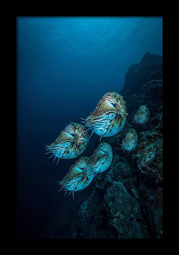 Nautilus Underwater Gathering