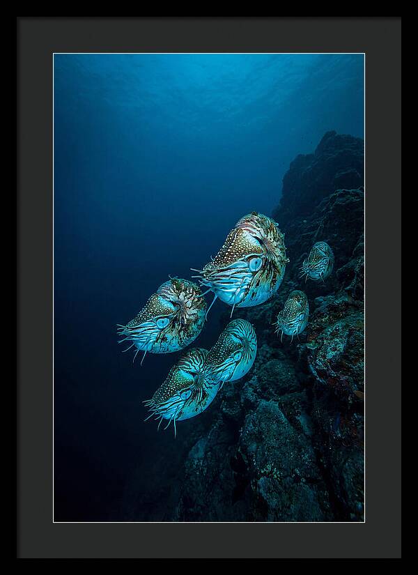 Nautilus Underwater Gathering