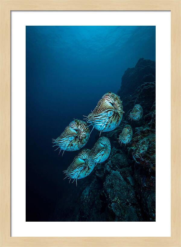 Nautilus Underwater Gathering