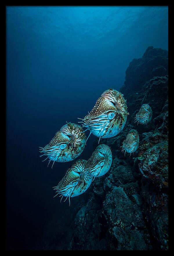 Nautilus Underwater Gathering