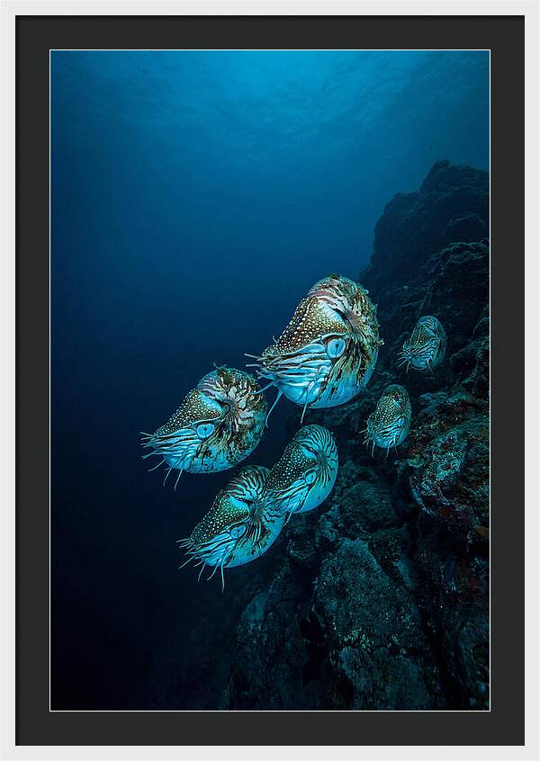 Nautilus Underwater Gathering