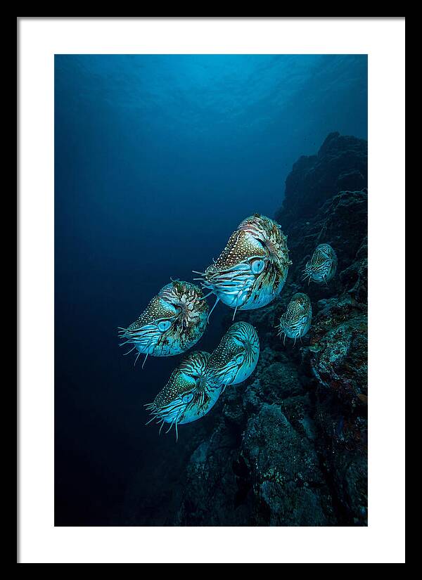 Nautilus Underwater Gathering