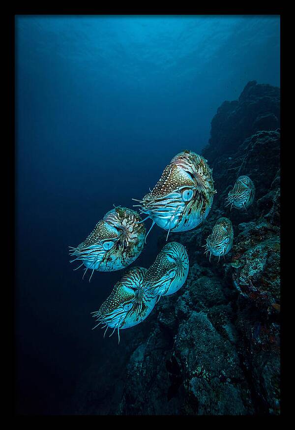 Nautilus Underwater Gathering