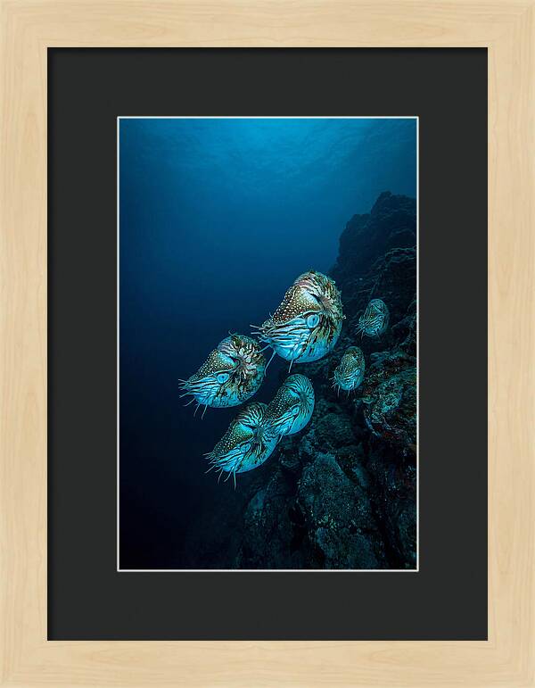 Nautilus Underwater Gathering