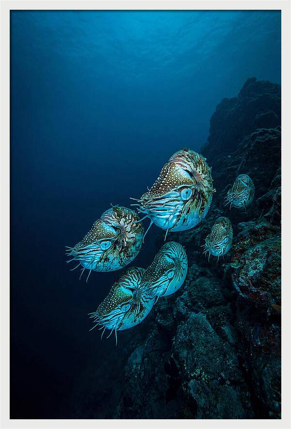Nautilus Underwater Gathering