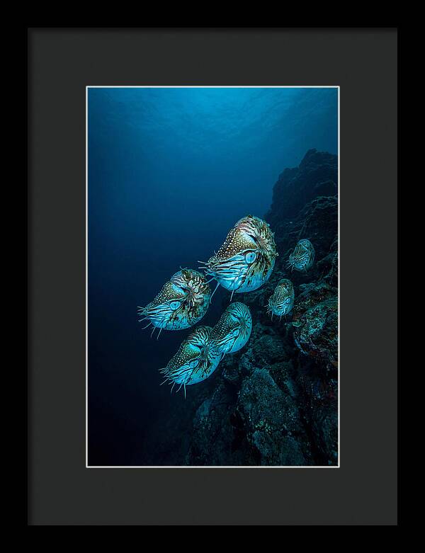 Nautilus Underwater Gathering