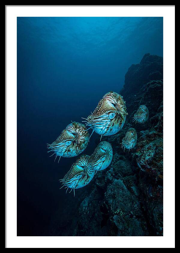 Nautilus Underwater Gathering