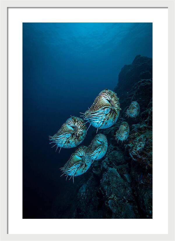 Nautilus Underwater Gathering