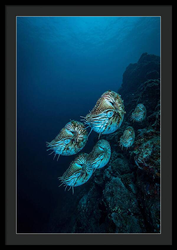 Nautilus Underwater Gathering