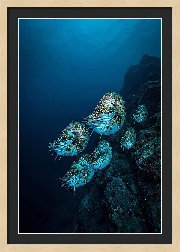 Nautilus Underwater Gathering