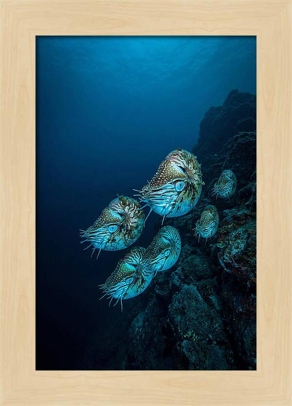 Nautilus Underwater Gathering